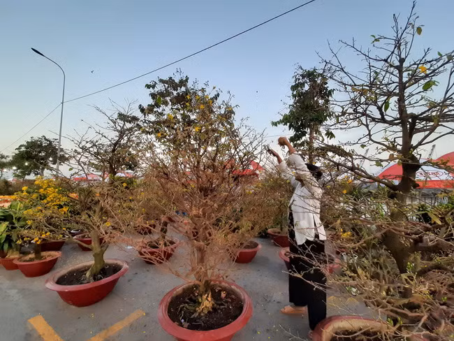 Các nhà vườn đã tập kết hàng chục gốc mai "khủng" để trưng bày bán ở đây