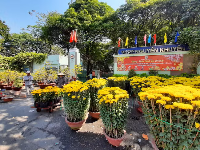 Hàng trăm chậu cúc đại đóa sắc vàng rực rỡ trước cổng trường THPT Nguyễn Khuyến - đường Thành Thái -Quận 10 Hàng trăm chậu cúc đại đóa sắc vàng rực rỡ trước cổng trường THPT Nguyễn Khuyến - đường Thành Thái -Quận 10