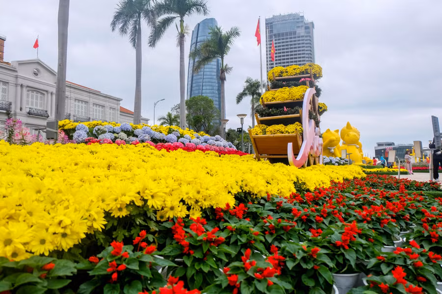 Hoa Xuân Đà Nẵng ở đường Bạch Đằng, đoạn trước khu vực cầu chữ T. Ảnh: Hoàng Vinh. Hoa Xuân Đà Nẵng ở đường Bạch Đằng, đoạn trước khu vực cầu chữ T. Ảnh: Hoàng Vinh.