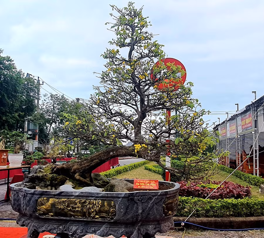 Nhiều cây cảnh có giá trị hàng tỷ đồng cũng được các nhà vườn trưng bày tại hội chợ triển lãm.