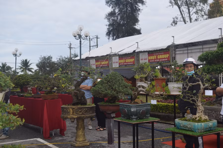 Năm nay, ngoài các loại hoa, cây cảnh truyền thống thì cây cảnh, hoa Tết ở Quảng Bình cũng có nhiều loại cây đa dạng.