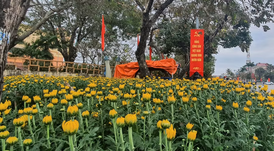 Nhiều loại hoa Tết được các chủ vườn trưng bày để cho khách hàng thoả sức chọn mua.