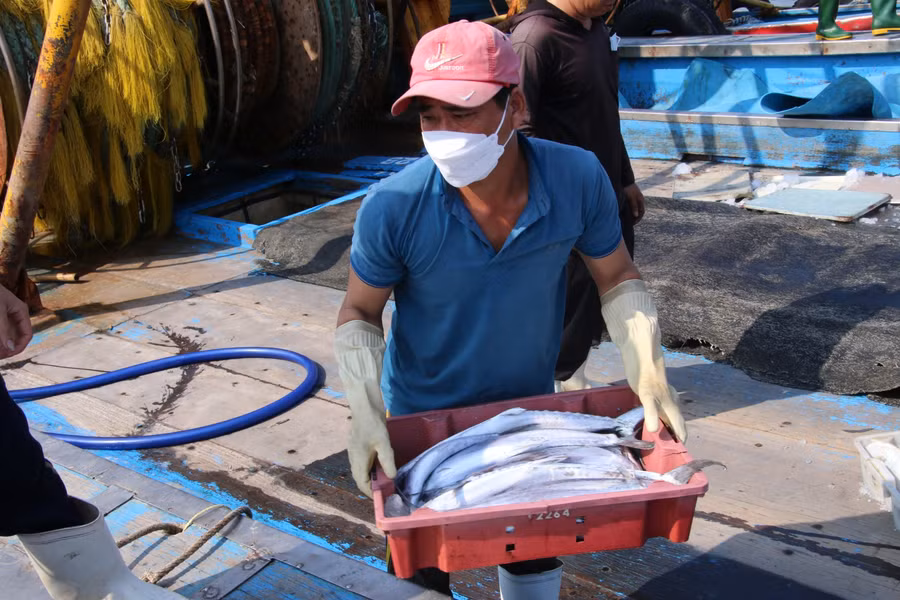 Chuyến đi biển những ngày cuối năm thường mang lại nhiều lợi nhuận cho ngư dân.