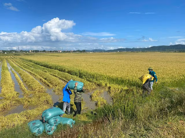 Các lực lượng hỗ trợ người dân tập kết các bao lúa đến khu vực thuận lợi để vận chuyển về nhà.