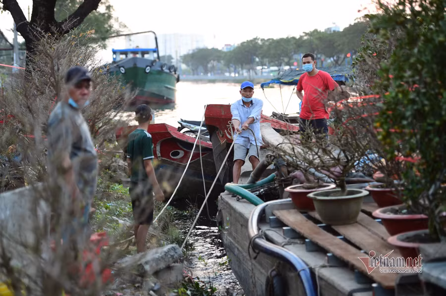 Tiểu thương bán hoa Tết phập phồng vì Covid-19
