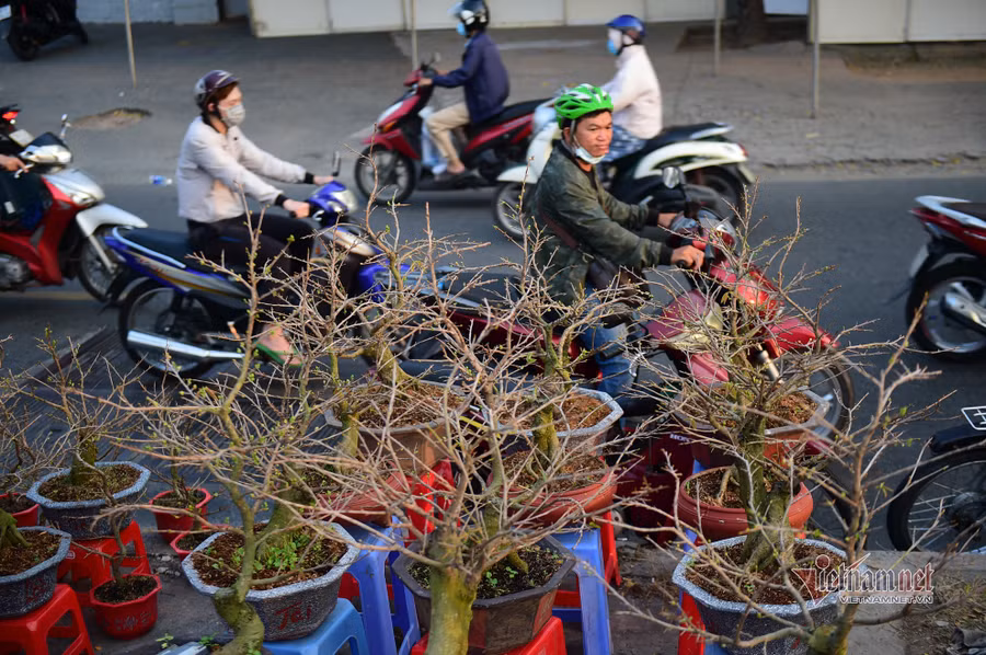 Tiểu thương bán hoa Tết phập phồng vì Covid-19
