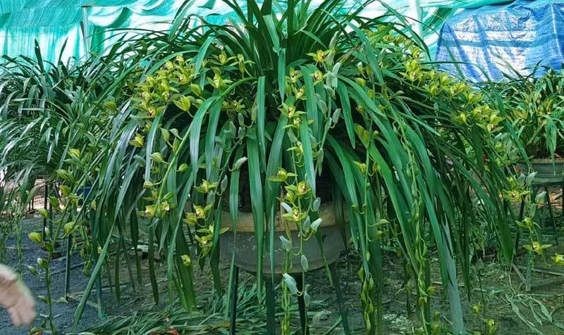 Hiếm có mùa Tết: Lan Trần Mộng siêu rẻ, 20 nghìn/cành hoa dài cả mét