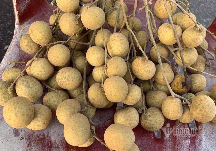 Loại nhãn này có vỏ màu da đồng.