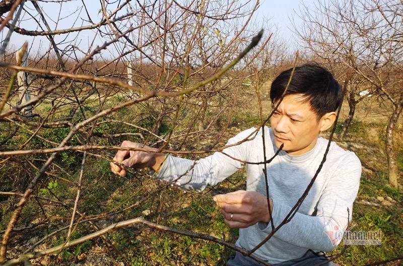 Người dân trồng đào nhận định năm nay được mùa. Cấm chặt đào rừng, thương lái đổ xô đặt cọc đào phai xứ Thanh