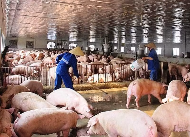 Thịt lợn đắt đỏ chưa từng có, tăng giá thách thức mọi "lệnh" ép giảm ảnh 1