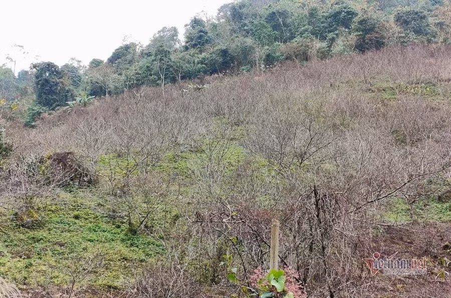 Đào trồng trên nương của huyện Vân Hồ Nhiều tỉnh khẳng định mua bán đào trồng dịp Tết không có trở ngại gì