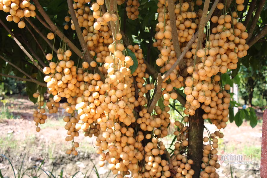 Đặc điểm loài dâu là khi có mưa xuống thì trái bắt đầu ngọt dần cho đến cuối mùa