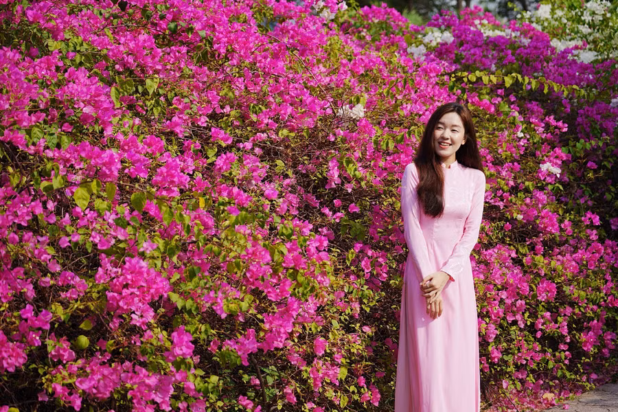 Giàn hoa giấy bên Trường ĐH Tôn Đức Thắng