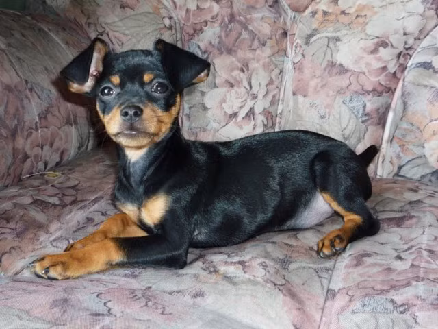 Top 10 Most Dangerous Dog Breeds In The World