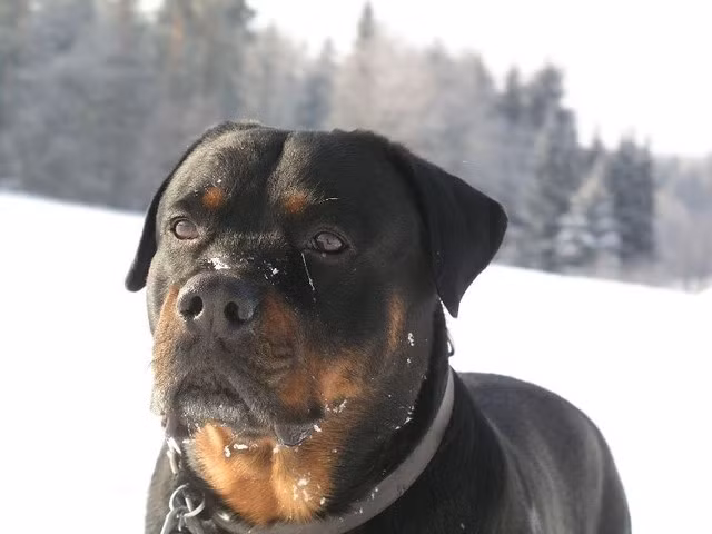 Top 10 Most Dangerous Dog Breeds In The World