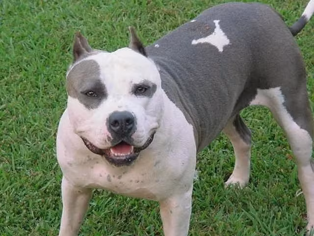 Top 10 Most Dangerous Dog Breeds In The World