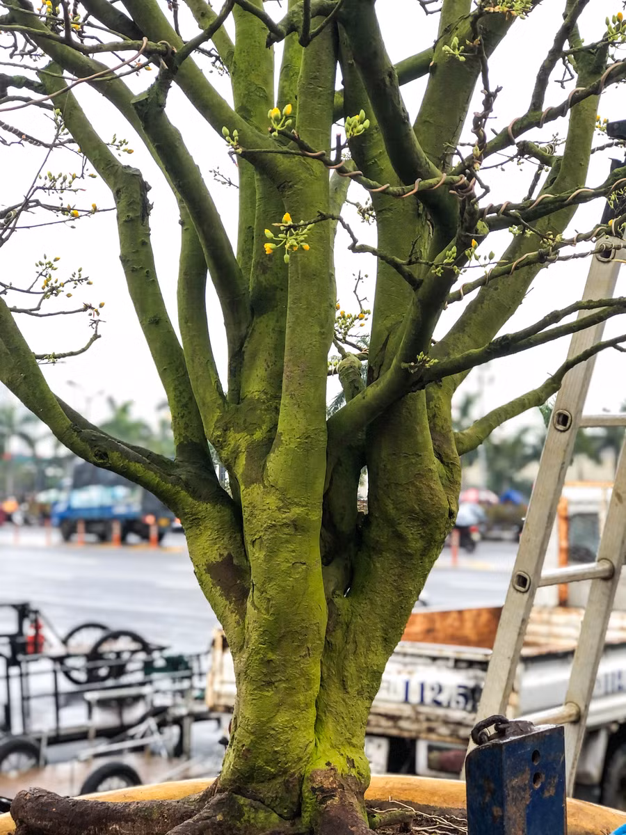 Những cây mai này đã có tuổi đời gần 100 tuổi. Ảnh: Hoàng Vinh. Những cây mai này đã có tuổi đời gần 100 tuổi. Ảnh: Hoàng Vinh.