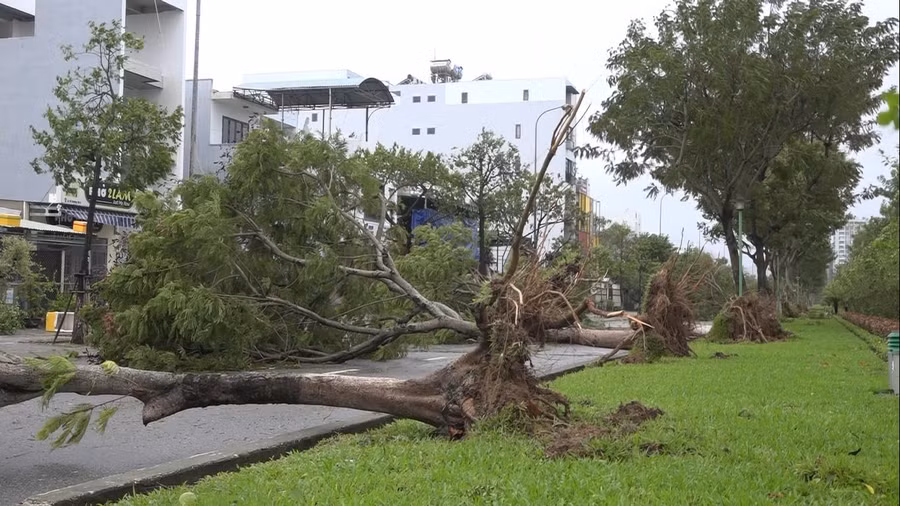 Hàng loạt cây xanh bị ngã đổ do bão Noru gây ra.