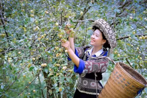 Lễ hội Sơn tra sẽ được tổ chức lần đầu tiên tại Mù Cang Chải, Yên Bái vào đầu tháng 9.