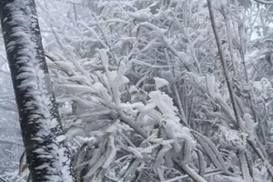 Băng tuyết phủ kín tại La Pán Tẩn, huyện Mù Cang Chải. (Ảnh: NDCC)