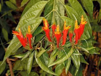 hoa 9.jpg