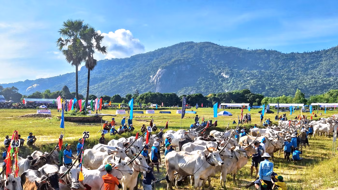 Sôi nổi hội đua bò vùng Bảy Núi, tỉnh An Giang.