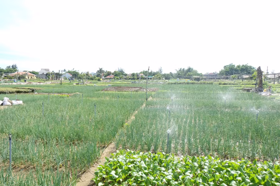 Một góc Làng rau Trà Quế.
