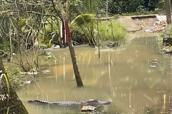 Con cá sấu dài khoảng 1,5m xuất hiện trong vườn nhà dân ở xã Nhơn Mỹ, TP Cần Thơ.
