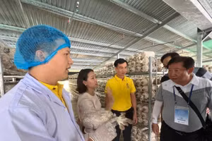 Trang trại nấm hữu cơ mang lại thu nhập ổn định cho hàng chục hộ dân. (Ảnh: TT)