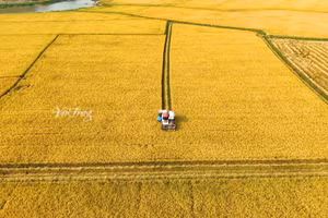 Những cánh đồng lúa óng vàng mùa thu hoạch (Ảnh: V.T)