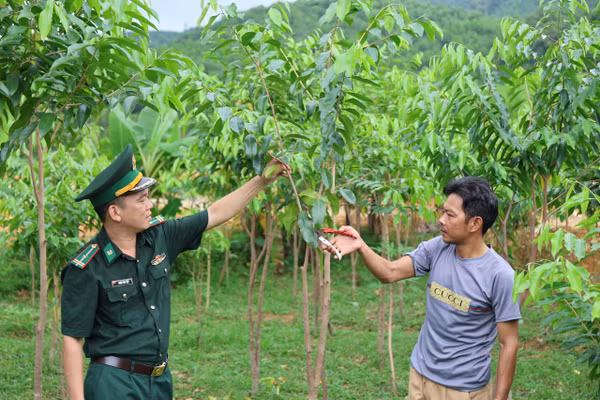 Cán bộ biên phòng kiểm tra, hướng dẫn đồng bào Chứt chăm sóc cây dó trầm.