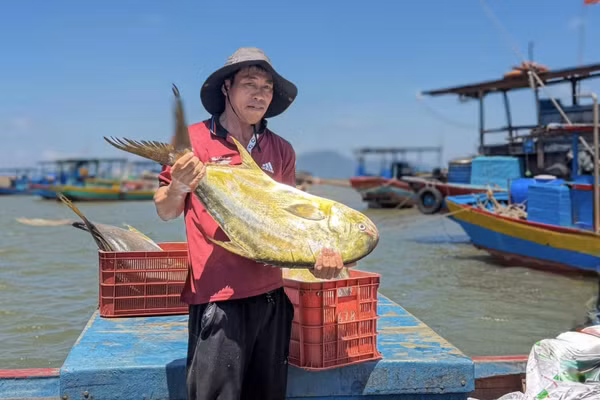 Những con cá vàng dương lớn mà người dân phường Hải Ninh vừa trúng.
