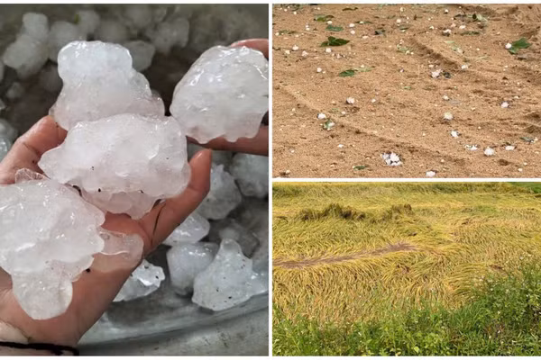 Mưa đá, dông lốc gây thiệt hại hoa màu ở Hà Tĩnh.