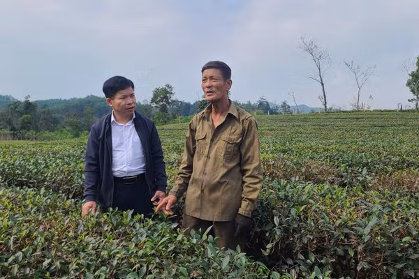 Anh Hoàng Thế Lộc (bìa trái) đi thăm các vườn chè ở Tây Sơn.