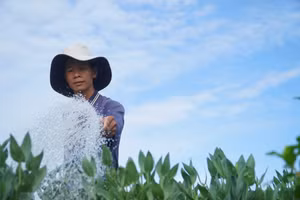 Mỗi hộ tại làng hoa Phó Thọ - Bà Bộ trồng từ 2.500-3.000 chậu phục vụ thị trường Tết Ất Tỵ. (Ảnh: Quốc Anh)