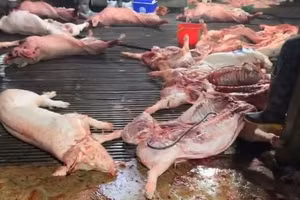 Lợn bệnh được giết mổ, đưa đi tiêu thụ.