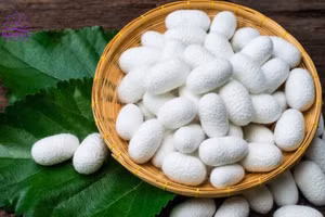 Kén tằm chứa hoạt chất sinh học quý giá.