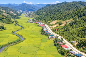 Mùa lúa chín ở bản người Lào xã Mường Nhà.