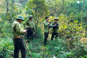 Các chủ rừng Nhà nước, tổ chức rừng ở Thanh Hóa đang gặp khó trong giải ngân tiền bán tín chỉ carbon, trong đó có Ban Quản lý Khu bảo tồn thiên nhiên Pù Hu (Quan Hóa). Ảnh: Hồng Đức