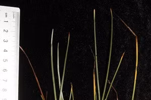 Loài Cỏ ngạn (Scirpus kimsonensis N.K.Khoi).