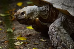 Rùa Aldabra.