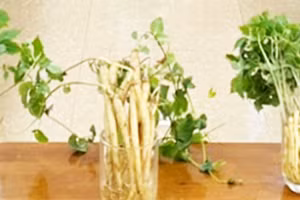 Trồng sâm non bằng phương pháp khí canh