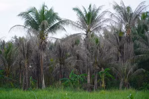 Sâu đầu đen tàn phá dừa ở Bến Tre. 