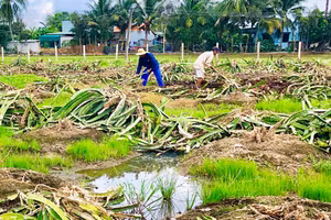 Thân cây thanh long là nguồn phụ phẩm nông nghiệp có thể được tận dụng tạo than sinh học xử lý ô nhiễm kim loại nặng trong nước.