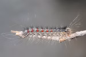 Sâu bướm xốp.