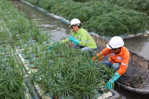 Hệ thống làm sạch sinh học sông hồ ô nhiễm của nhóm nghiên cứu.