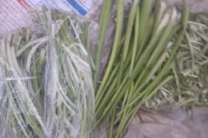 Dưa khoai