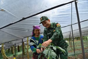 Sâm Lai Châu được người dân vùng biên kỳ vọng sẽ góp phần giảm nghèo trong thời gian tới.