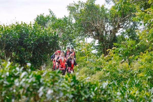 Lợi thế từ những cây trồng bản địa.