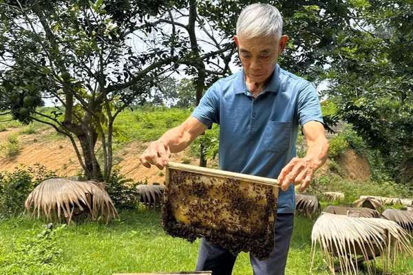 Lão nông Lý Văn Dư bên đàn ong thuần của mình.